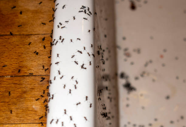 Best Bed Bug Extermination  in Union Hall, VA
