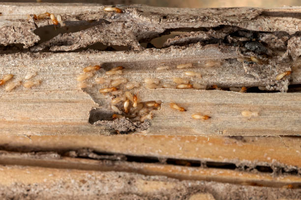 Best Ant Control Services  in Union Hall, VA
