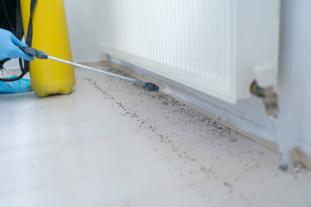 Best Local Pest Control Services  in Union Hall, VA